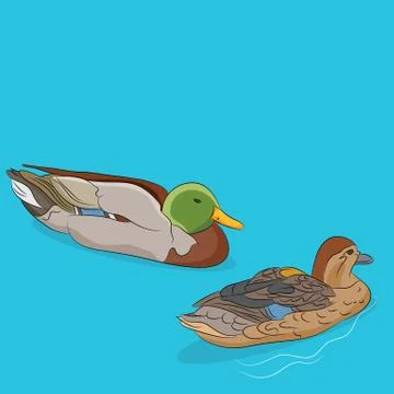 Two Mallard Ducks Illustrazione stock