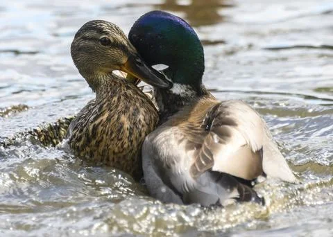 Two mallard ducks interacting aggressively in a calm river during a sunny a.. Stock Photos