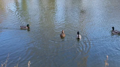 Two Mallard Ducks Landing On The Water (Anas Platyrhynchos) Stock Footage 296021135