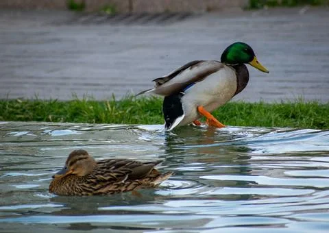 Two mallard ducks perched on a patch of grass near the edge of a body of water Stock Photos