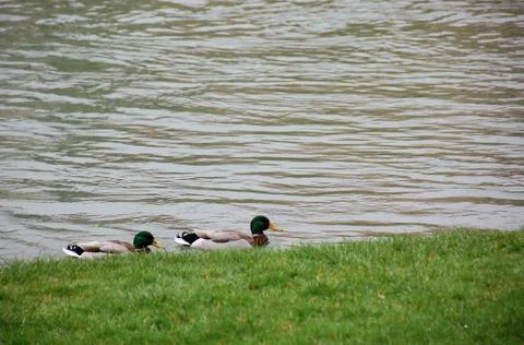 Two Mallard ducks Stock Photos