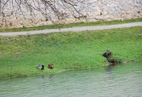 Two Mallard ducks Stock Photos