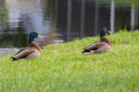 Two mallard ducks Stock Photos