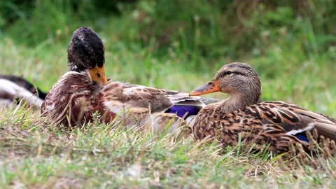Two mallard ducks portrait Stock Footage 231031541
