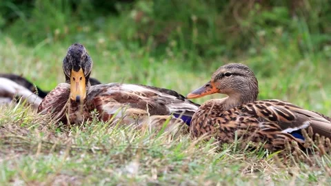Two mallard ducks portrait Stock Footage 231031633