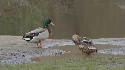 Two mallard ducks preening get chased off by a dog - slow motion. 4K tripod Stock Footage 236563702