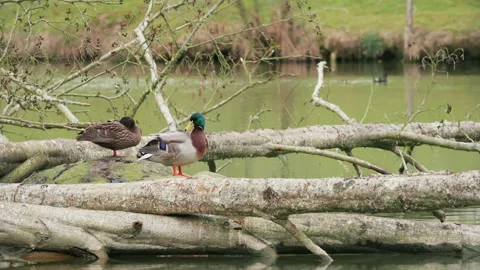 Two mallard ducks rest and preen on fallen trees over a lake. 4K locked tripod Stock Footage 149002679
