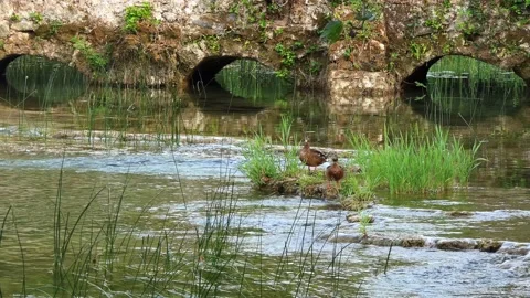 Two mallard ducks sitting on a small island near the old arched bridge. Stock Footage 142392380