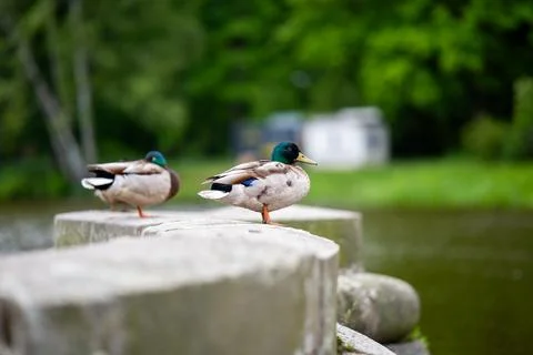 Two mallard ducks sitting on a stone wall over the water in a green spring park Foto stock