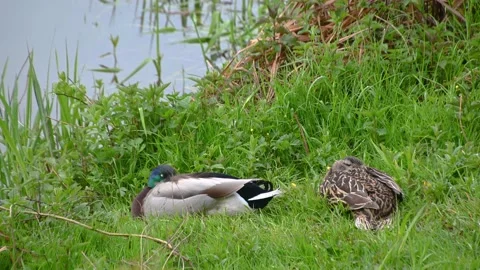 Two mallard ducks sleeping in tall grass near calm river Stock Footage 154313038