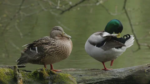 Two mallard ducks stand on a log cleaning next to a lake - close up 1. 4K tripod Stock Footage 177105696