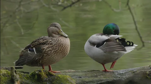 Two mallard ducks stand on a log cleaning next to a lake - close up 2. 4K tripod Stock Footage 177118633