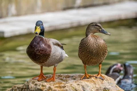 Two mallard ducks stood on a rock Stock Photos