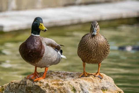 Two mallard ducks stood on a rock Stock Photos