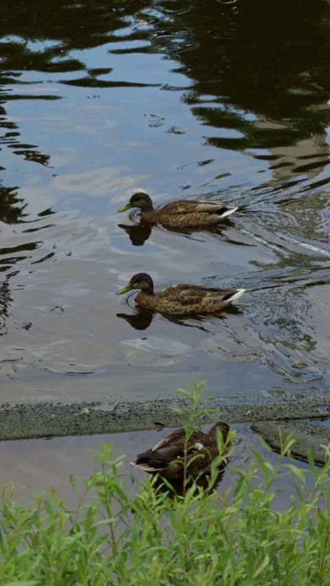 Two mallard ducks swimming on calm pond beside grass and round stepping stones Stock Footage 345455443