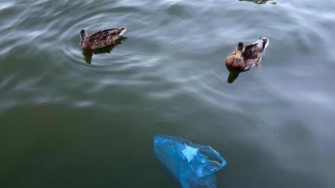 Two mallard ducks swimming in dark green water near a floating blue plastic 스톡 동영상 344041564