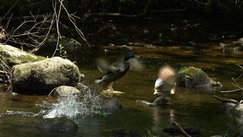 Two Mallard ducks take off in slow motion from a tranquil river Video stock 91045080