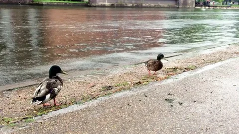 Two mallard ducks walking along the River Avon 動画素材 72776184