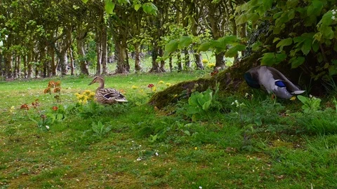 Two mallard ducks walking amongst the flowers Stock Footage 108643588