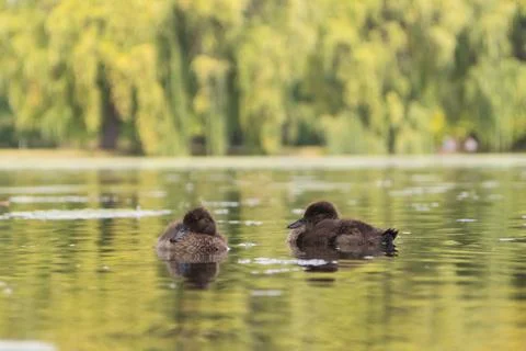 Two mallard wild duck chicks swimming on the pond Stock Photos