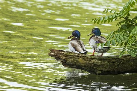 Two mallards drake sit on a tree trunk in the lake Stock Photos
