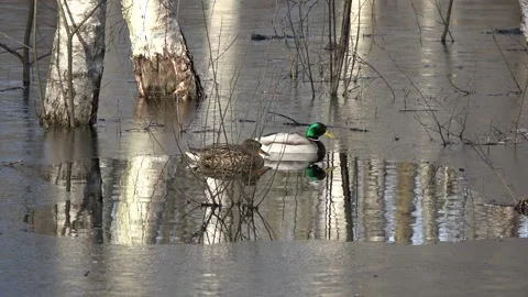 Two mallards ducks in spring tide in forest Stock Footage 289405313