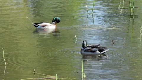 Two mallards gracefully preen their feathers by a calm pond Stock Footage 294687466