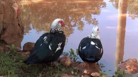 Two mallards near water zoom in Stock Footage