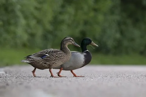 Two mallards running across a path Stock Photos