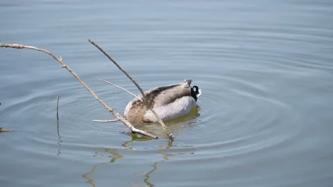 Two Mallards Search For Food. 스톡 동영상 187825982