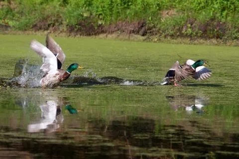Two mallards taking flight Stock Photos