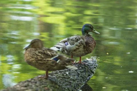 Two Mallards At Water Photos