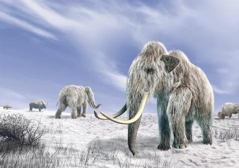 Two mammoth in a field covered of snow. Stock Illustration
