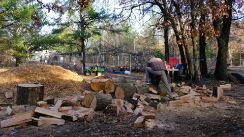 Two man processing pile of oak timber or logs next to pile of mulch Stock Footage 269456465