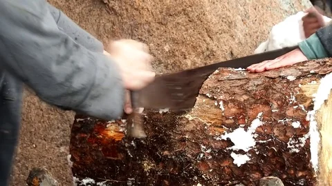 Two man Sawing a log Stockbeeldmateriaal 69772337