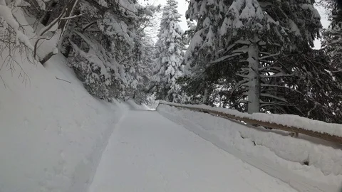 Two Man Skiing On a Forest Road. Snowfall In a Pine Forest Stock Footage 101809007