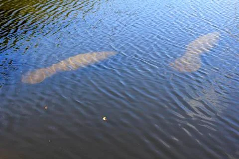 Two manatees in a canal Stock Photos