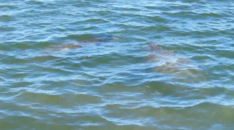 Two manatees come up for air Stock-Footage 32933870