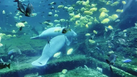 Two Manatees Swimming Underwater Surrounded by School of Yellow Fish Stock-Footage 336521367