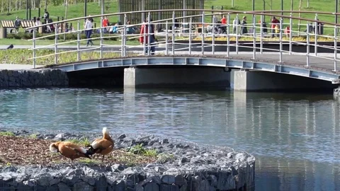 Two Mandarin ducks Stock Footage 113077923