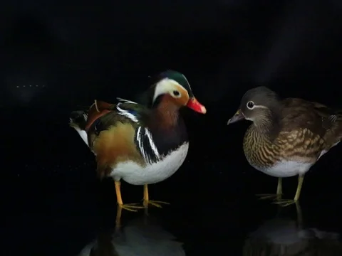 Two mandarin ducks male and female in water on a black screen Stock Footage