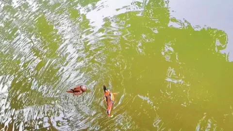 Two Mandarin Ducks Swimming and Foraging in a Calm Green Pond in Hangzhou Video stock 342025033