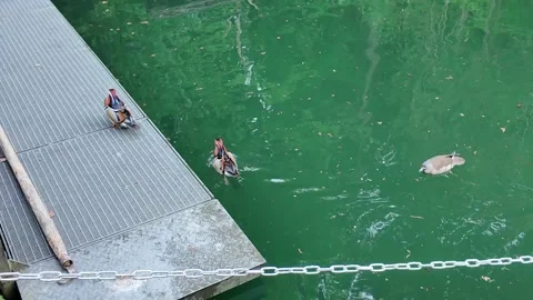 Two mandarin ducks swimming peacefully in clear green water with soft ripples Stock Footage 319474461