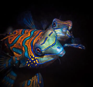 Two mandarin fish, one of the brightest marine fish on a black background Stock Photos