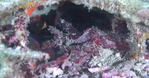 Two Mandarinfish (Synchiropus splendidus) Among The Corals Clip0000 Stock Footage 244190759