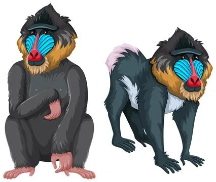 Two mandrills isolated on white background Stock Illustration