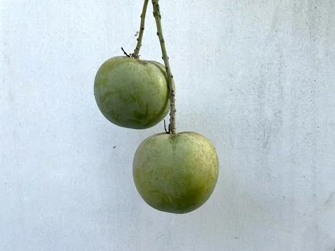 Two mango apples with fruit stalks, cement wall background Stock-Fotos