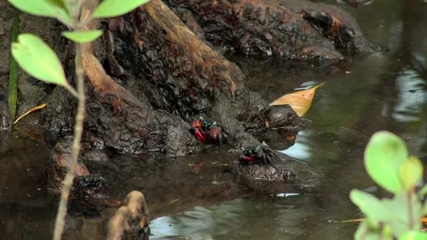 Two mangrove crabs resting on tree roots during low tide Stock Footage 343497797