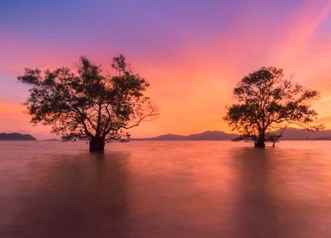 Two mangrove tees at sunset Foto stock