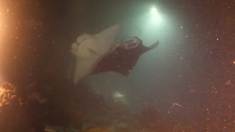 Two Manta Dance on the Night Dive Stock Footage 303364682